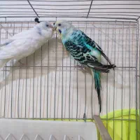 یه جفت مرغ عشق خوش رنگ