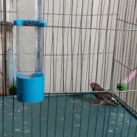 فنچ جفت نر ماده