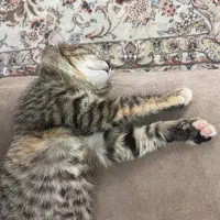 بچه گربه|گربه|قم, بنیاد|دیوار