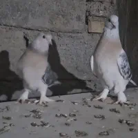 یک جفت گوگ خارجی درجه یک نژاد برچ باز