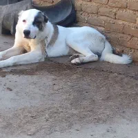 سگ ترکمن نر