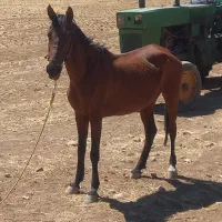 مادیون|اسب و تجهیزات اسب‌سواری|خرم‌آباد, |دیوار