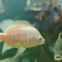 اسکار باله بلند|ماهی|لنجان, |دیوار