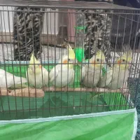 عروس هلندی|پرنده|قرچک, زیبا شهر|دیوار