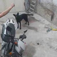سگ نگهبان سیاه خالص|سگ|بجنورد, |دیوار