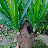 فروش گل یوکا|گل و گیاه طبیعی|گلوگاه, |دیوار