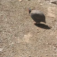 مرغ شاخدار