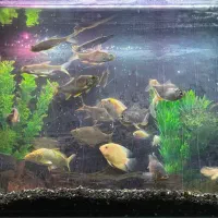 (ماهی فوری) الیگیتور بارب دالر کوی شارپ اسکار سورم