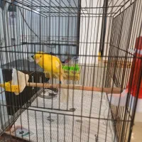 قناری ماده رسمی بلند2025|پرنده|رباط‌کریم, مسکن مهر آبشناسان|دیوار