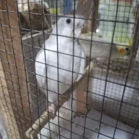 عروس هلندی جفت ومرغ عشق|پرنده|بندرعباس, |دیوار