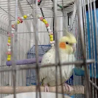 عروس هلندی ماده