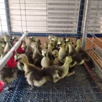 جوجه غاز لیندا و قو غاز اوکراینی|حیوانات مزرعه|تهران, هاشمآباد|دیوار