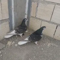 شهری قهوه ای  ماده