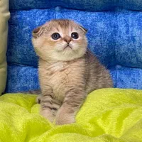 شهر گربه های پشمالو (پرشین بریتیش اسکاتیش)|گربه|اهواز, کیانپارس |دیوار