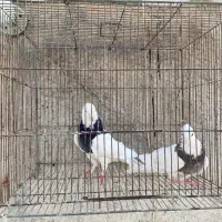 کلفه جفت|پرنده|اردبیل, |دیوار