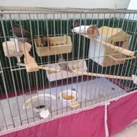 * فنچ بنگالی *|پرنده|کرج, چهارصد دستگاه|دیوار