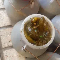خیار شور ویژه دبه ای