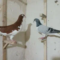 کفتر کبوتر چپ کرمونی