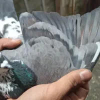 کبوتر