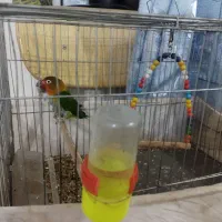 جفت طوطی برزیلی|پرنده|کرمان, |دیوار