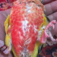 شاه طوطی ، گرینچیک ، ردچیک ، کاسکو