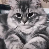 گربه ماده جهت جفت گیری