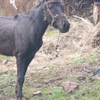 اسب اخته|اسب و تجهیزات اسب‌سواری|طالقان, |دیوار