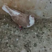 ساده زرد نر