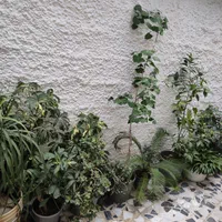 گل طبیعیی|گل و گیاه طبیعی|رشت, آزادگان|دیوار