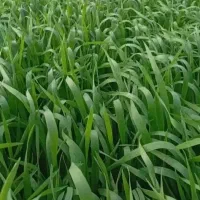 اجاره-5-هکتار-زمین-کشاورزی
