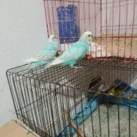 یه جفت مرغ عشق رینبو و جفت فنچ|پرنده|کنارک, |دیوار