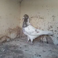 ۱۱کبوترناجلد