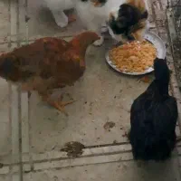 گربه خانگی...گمشده|حیوانات|قائن, |دیوار