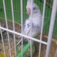 عروس هلندی گمشده،