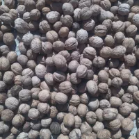 گردو کوهی