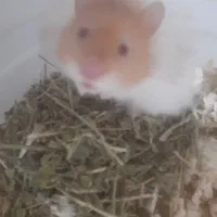 همستر|موش و خرگوش|رشت, گلباغ نماز|دیوار