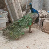 طاووس زیبا