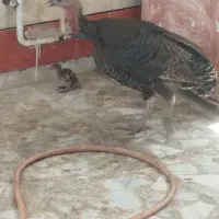بوقلمون ماده