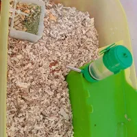 خوکچه هندی|موش و خرگوش|سیرجان, |دیوار