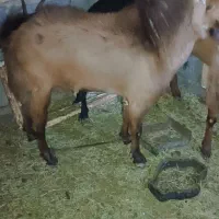 نری|حیوانات مزرعه|فهرج, |دیوار