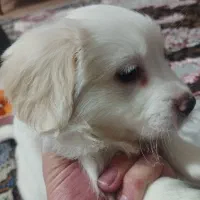 توله سگ شیتزو‌ بسیارزیبا