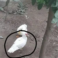 اردک گم شده