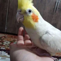 فروش عروس هلندی|پرنده|نورآباد, |دیوار