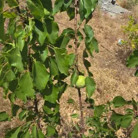 فروش خونه وباغ.شیراز،مجتمع پزشکان|فروش زمین و ملک کلنگی|شیراز, کودیان|دیوار