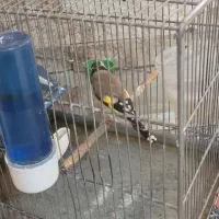 سهره ماده|پرنده|تهران, ارجمندی راد|دیوار