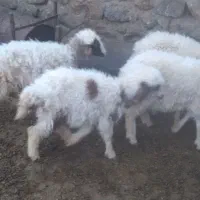 بره نر و ماده|حیوانات مزرعه|زاغه, |دیوار