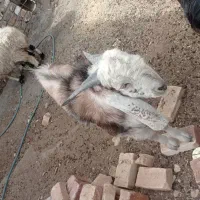 کهره نر|حیوانات مزرعه|زهک, |دیوار