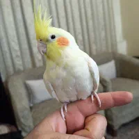 پرنده عروس هلندی|پرنده|تهران, شهرک شریعتی|دیوار