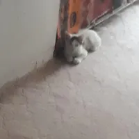 واگذاری بچه گربه خانگی واکسن زده