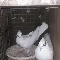 کفتر کبوتر شاپر خال ابی کم خال|پرنده|چرداول, |دیوار